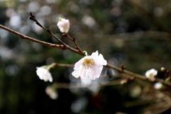 10月の桜