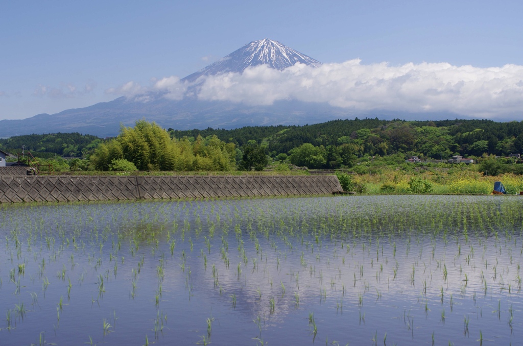 田んぼ