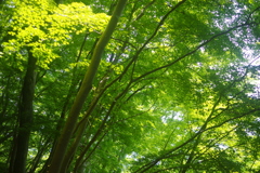 新緑トレッキング