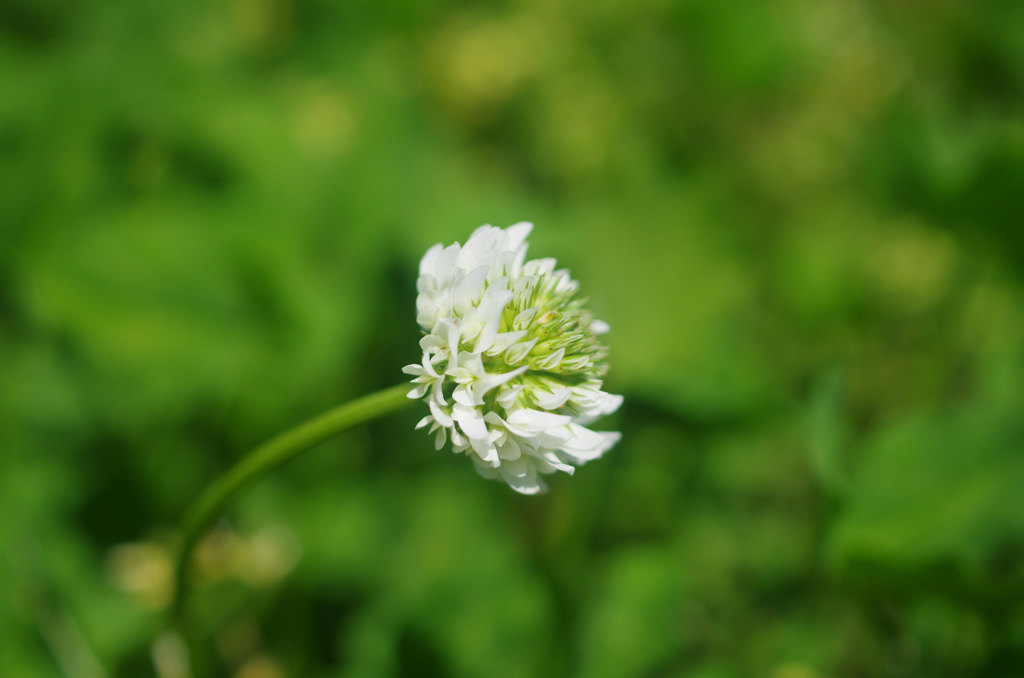 あぜ道の花