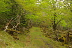 富士山の芽吹き
