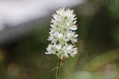 湿原の花