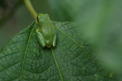 蛙
