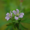 春の野の花