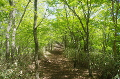 新緑トンネル 新緑トンネル