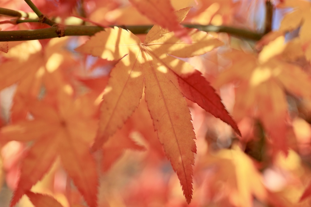 家での紅葉