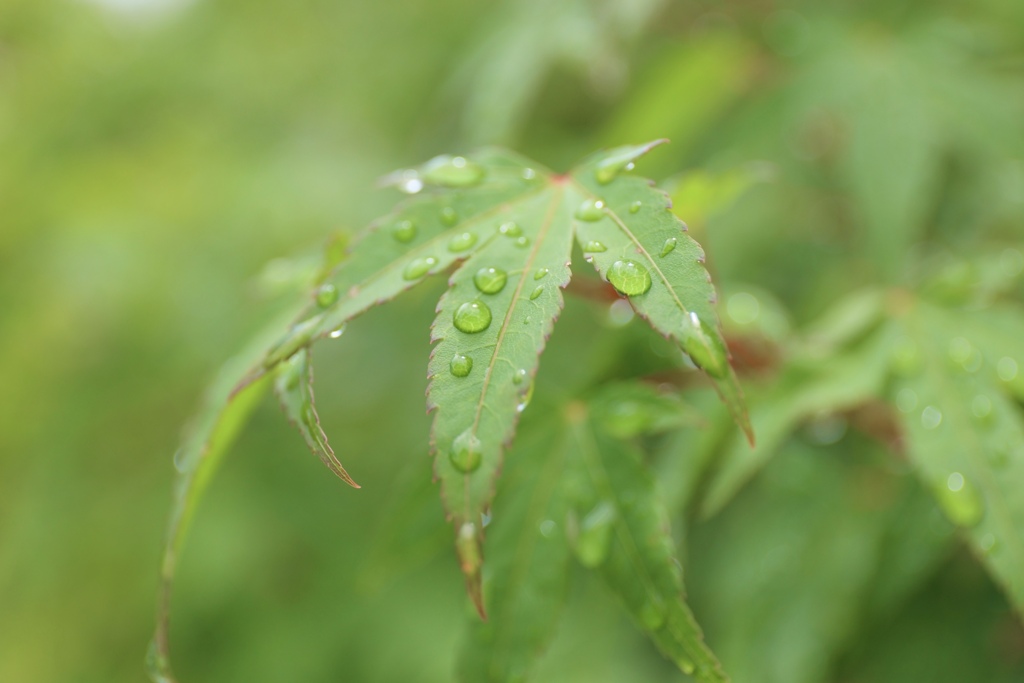 梅雨入り