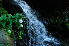 早朝の水音
