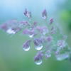雨上がり