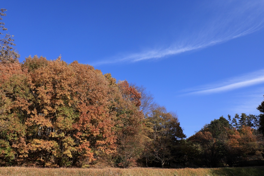 紅葉と青空