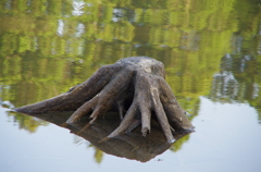きりかぶ