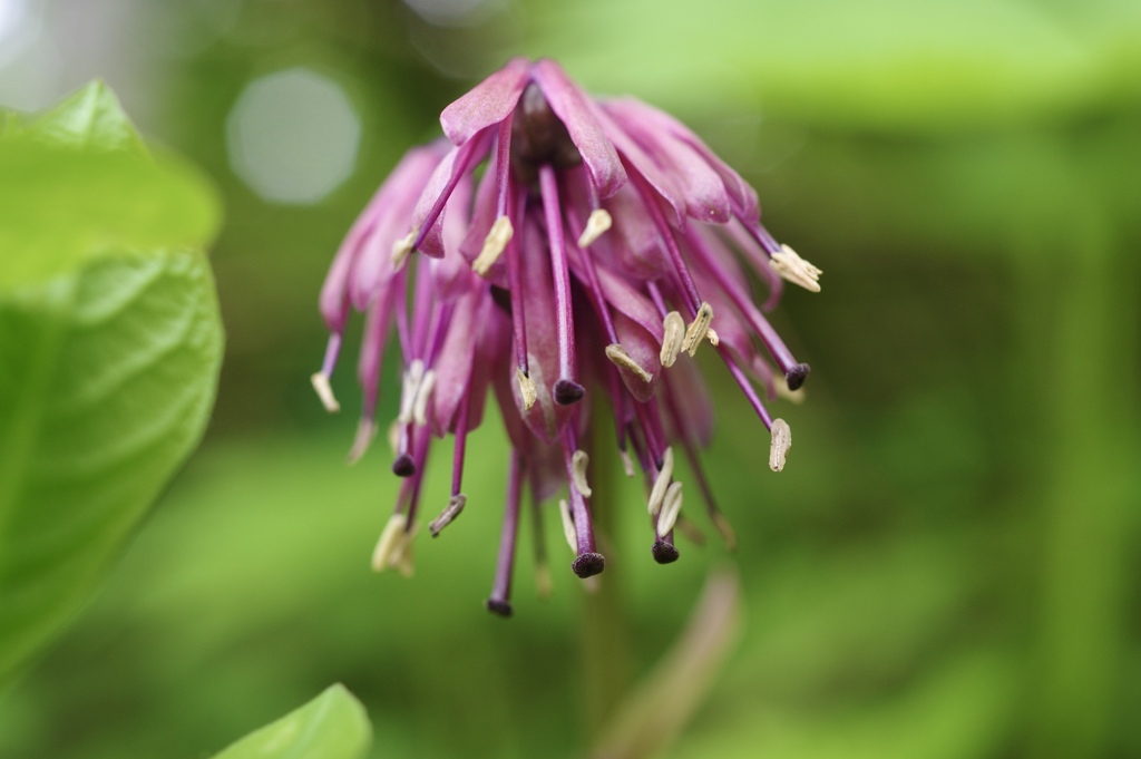 ショウジョウバカマ