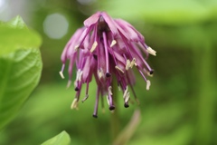 ショウジョウバカマ