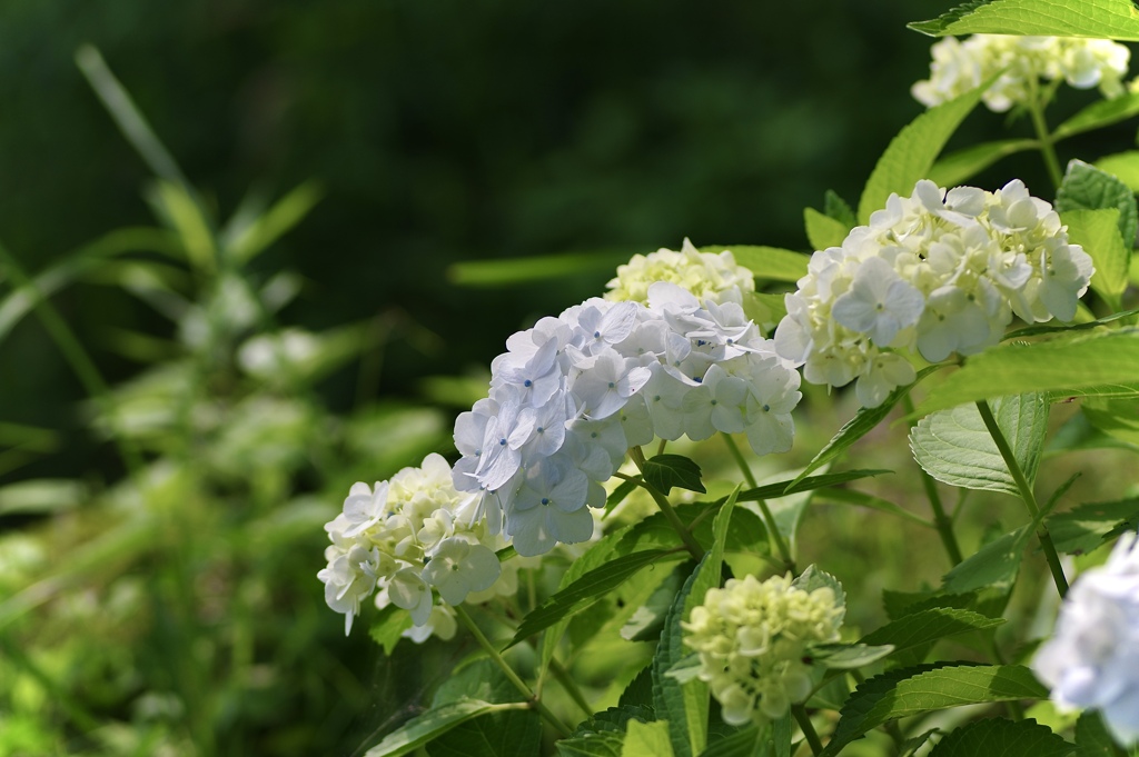 土手沿いのあじさい