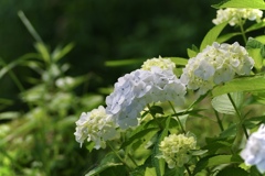 土手沿いのあじさい