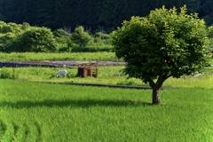 田の中の柿の木　初夏
