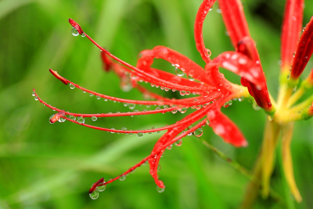 雨露