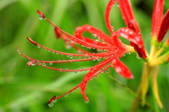 雨露