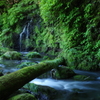 苔生す清流