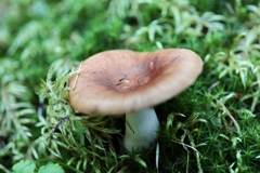 苔ときのこ