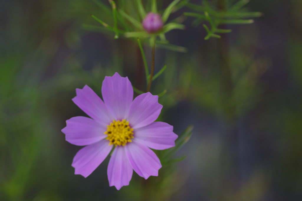 コスモス