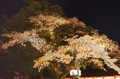 境内の桜
