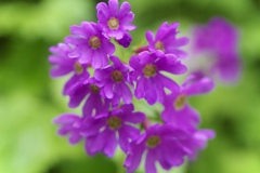 ハクサンコザクラ