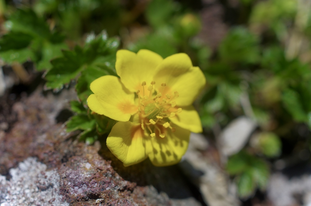 ミヤマキンバイ