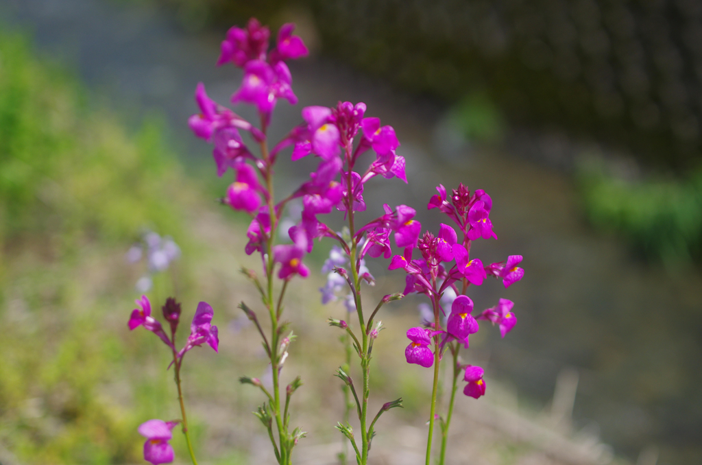 畦道の花