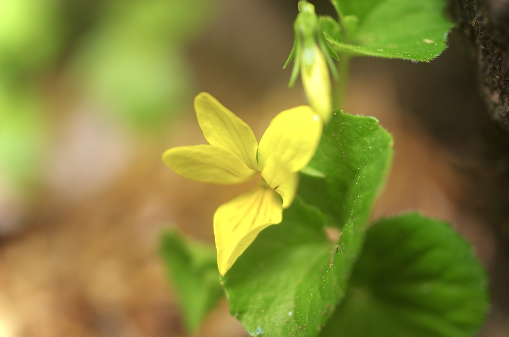 山の花