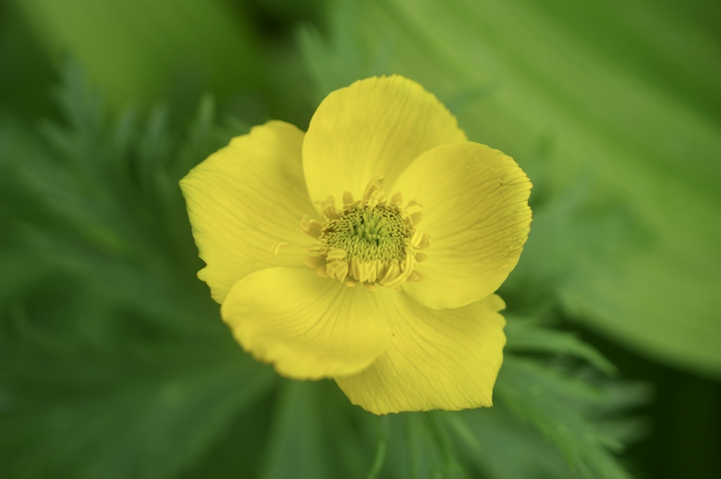 シナノキンバイ