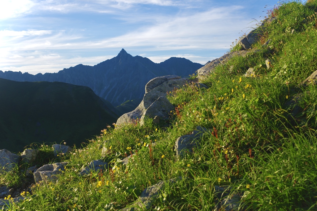高山の花と槍