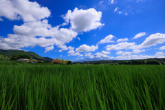 青と緑