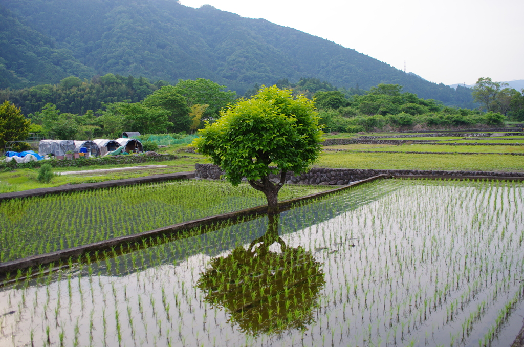 水田の中の柿の木