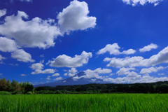 夏山