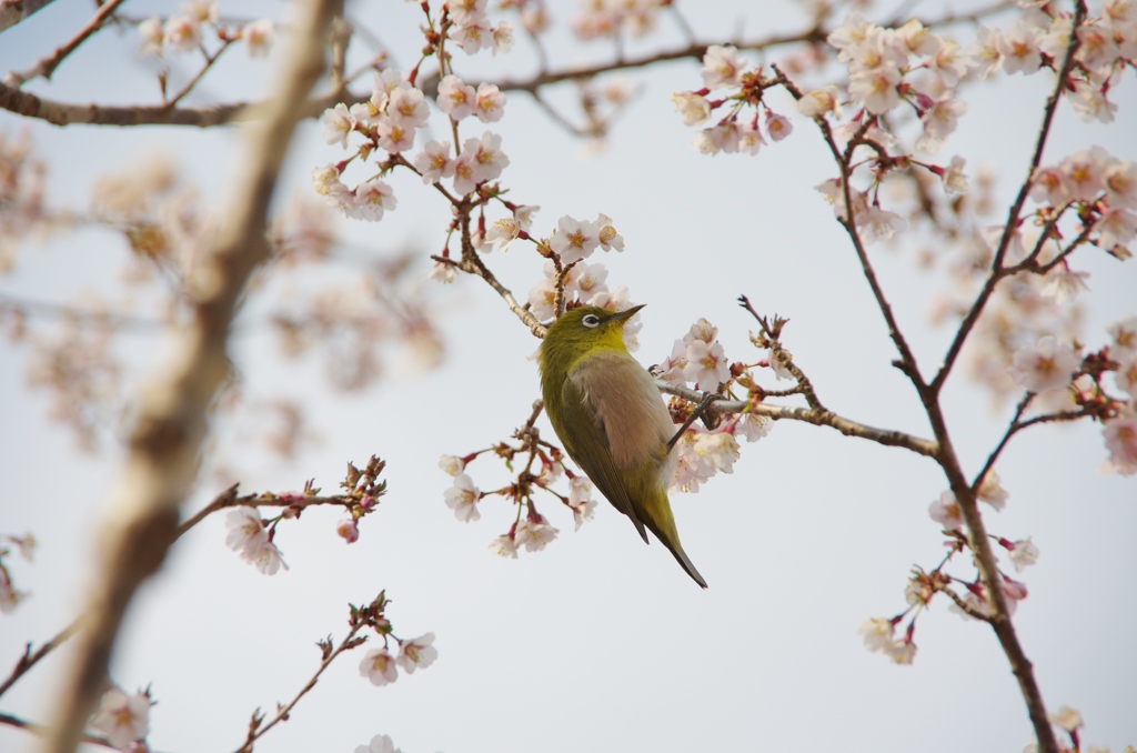 春うらら