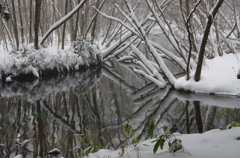 雪木のアーチ