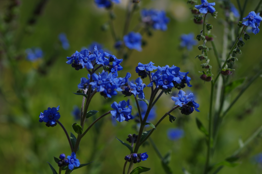 畦道の花　あお