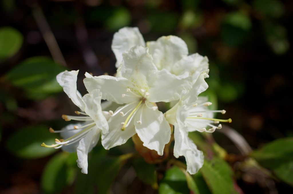 キバナシャクナゲ