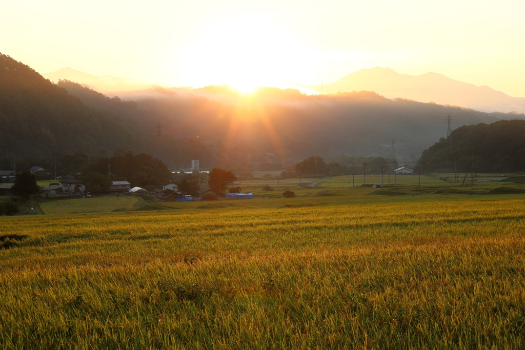 黄金色に染まる