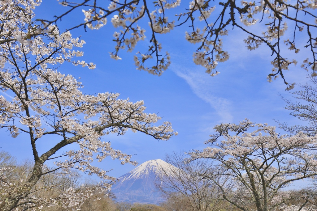 桜に囲まれて