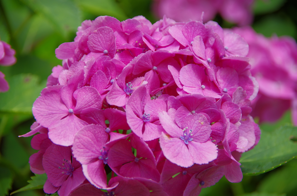 　梅雨の花　ピンク