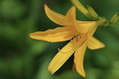 ニッコウキスゲ3