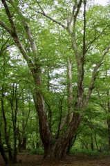 櫛形山の大樹