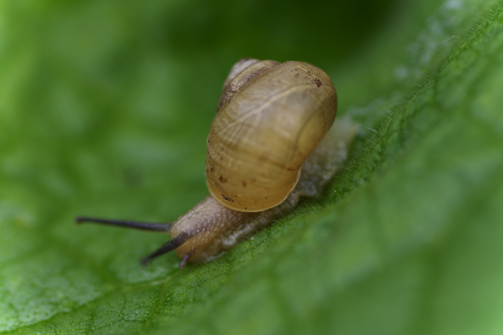 カタツムリ