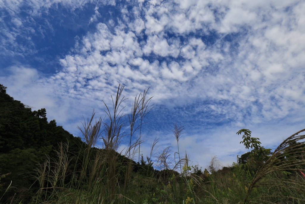 秋の空