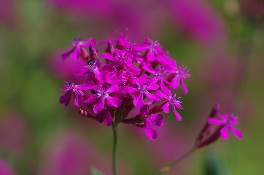 畦道の花　あか
