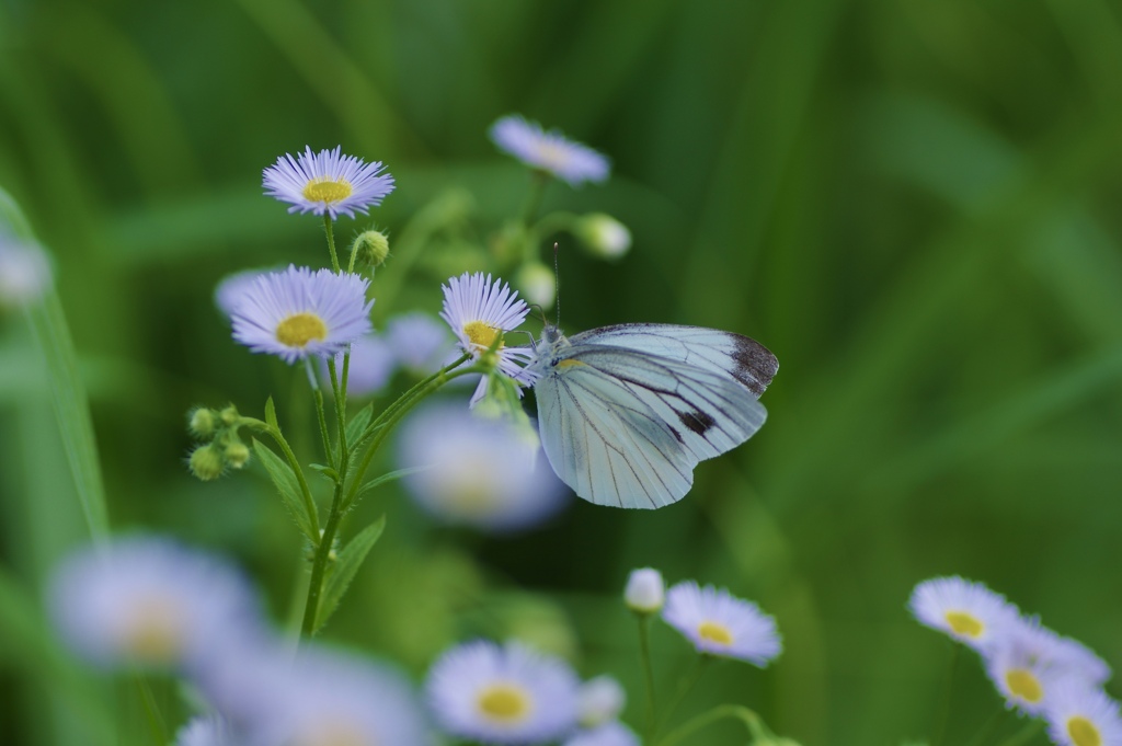 モンシロチョウ