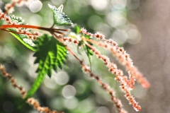 秋の草