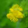 野の花